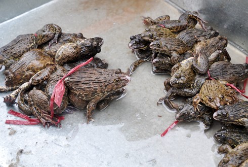 Nhìn trực quan, ếch Trung Quốc to gấp rưỡi hoặc gấp đôi ếch ta.